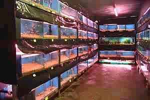 Another view of the fishroom