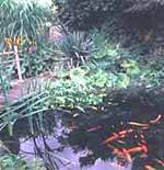 Garden pond with selection of fish